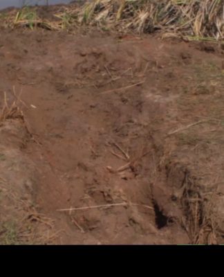 Lualaba: Un hippopotame ravage les champs de plusieurs villages