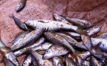 Lualaba : Interdiction de pêcher dans le fleuve Congo, la mesure souffre d’application